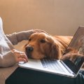 『人が大好きな犬』…