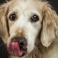 犬はカツオを食べて…