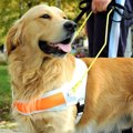 犬の認知能力は他の…