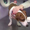 「耳の形が気に入ら…