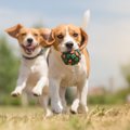 肥満になりやすい犬…