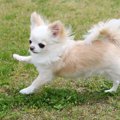 パテラは小型犬がか…