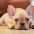 鼻ぺちゃ犬人気ラン…