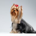 犬の被毛を美しく維…