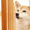 意外と頑固？日本犬…