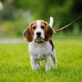 犬の散歩ルートを変…