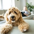 『犬から頼られない…