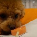 オヤツを食べている…