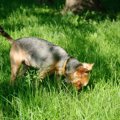 犬が『食糞』する理…