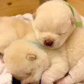 生後15日の『目が開…