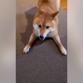 犬の視界から隠れて…