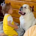 犬のことが大好きな…