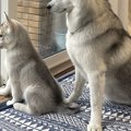 出かける父を『ピシ…