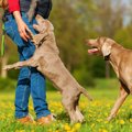 愛犬がしてたら要注…