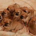 米国でペットショッ…