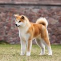 【獣医師監修】秋田…