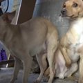 犬の夫婦が住宅の敷…