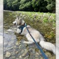 川は浸かるもの！涼…
