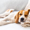 犬が『眠っている』…
