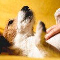 犬が『苦手な人』に…
