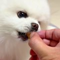 優しい性格の犬が『…