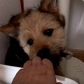 お家に帰ると子犬ち…