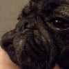 犬のニキビを予防法…