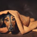犬を「非日常」に慣…