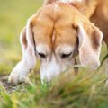 犬が散歩中に誤飲し…