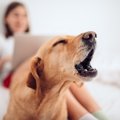 犬が「遊んでくれて…