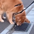 散歩中の大型犬が『…