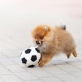 犬にとって『良い刺…