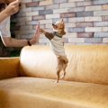 自粛や暑さで運動不…