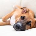 保護犬預かりプログ…