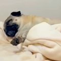散歩前に爆睡してし…