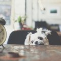 犬は飼い主の一日の…