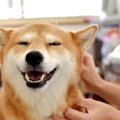 犬が『緊張している…