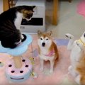 ツッコミの嵐！なん…