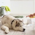 愛犬に『イライラ』…