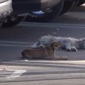 落ち着いた子と臆病…