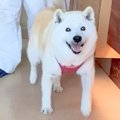 病院に預けていた犬…