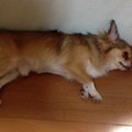 チワワはてんかんに…