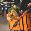 愛犬を優先しすぎる…