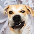 犬が撫でられるのが…