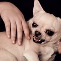 犬が人間を『馬鹿に…