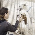 保護犬は多頭飼いし…