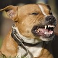 犬が物に八つ当たり…