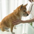 犬の『動物病院嫌い…