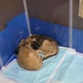 【殺処分】体を寄せ…
