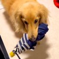 15歳の老犬が『おや…